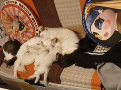 -树洞桌游宠咖小酒馆