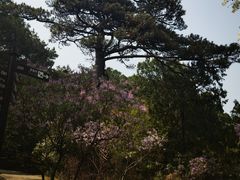 -香山公园