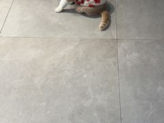 -伟伟宠物医院·CT影像中心·瑞派犬猫综合性门诊(汉口总院)