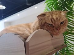 -藏猫猫咖啡主题馆(中央大道店)