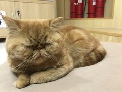 -猫和宫(六道口店)