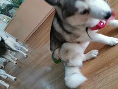 -Husky Go! 哈士奇体验馆·宠物咖啡厅狗咖
