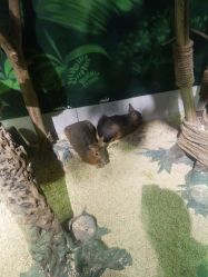 -未来动物城主题公园(正弘城店)