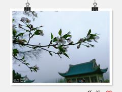 -武汉大学-樱园