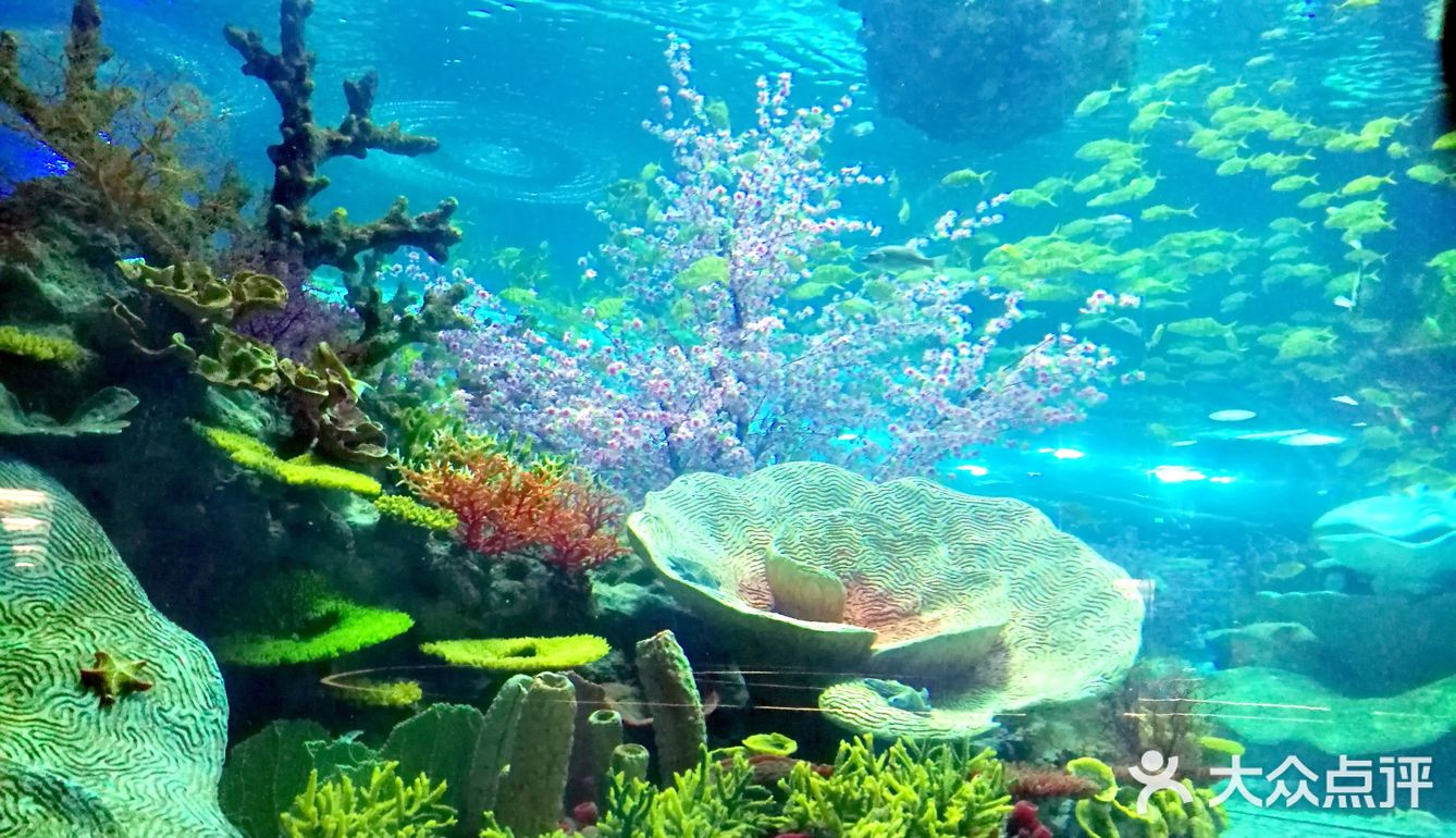 魔都夏日去哪里 | 海昌海洋公园避暑溜娃两不误