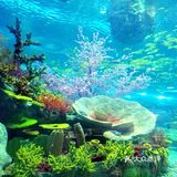 魔都夏日去哪里 | 海昌海洋公园避暑溜娃两不误