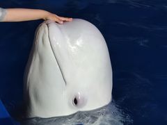 -大连圣亚海洋世界