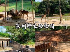 -深圳野生动物园