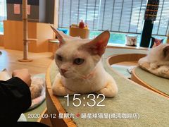 -CAT’S MEWSTAR CAFE·喵星球猫屋(晴湾咖啡店)