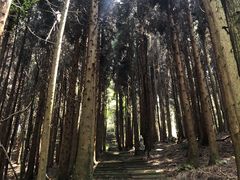 -武陵山森林公园