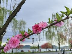 -杭州植物园