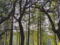-番禺大夫山森林公园