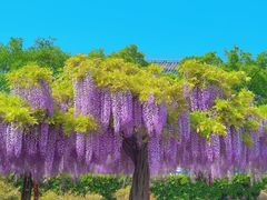 -嘉定紫藤园