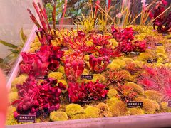 -中国科学院西双版纳热带植物园