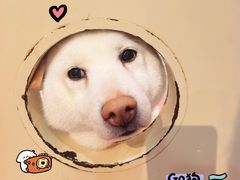 -和它·交个朋友·狗咖猫咖(爱琴海店)