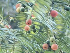 -天目山大树王景区