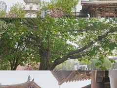 -西安青龙寺遗址景区