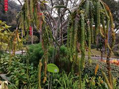 -云溪植物园