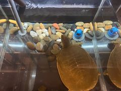 -璞御·海鲜·雪花牛肉局(宾水西道店)