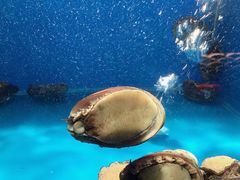 -食神鱼头佛跳墙(百子湾旗舰店)