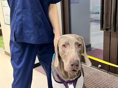 -爱妮康宠物医院·干细胞免疫细胞·肿瘤·心脏(张江店)