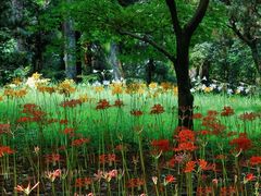 -杭州植物园