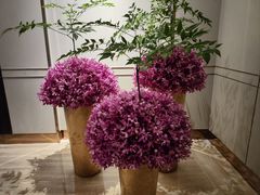 -彩丰楼·中餐厅(国家会展中心上海洲际店)