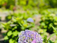 -上海共青森林公园