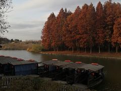 -溱湖国家湿地公园