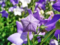 -黑龙江省森林植物园