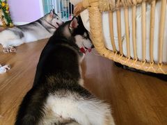 -Husky Go! 哈士奇体验馆·宠物咖啡厅狗咖