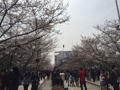 -同济大学-北苑食堂