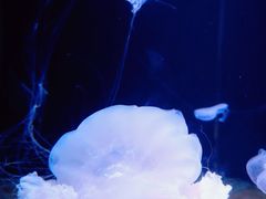 -欢乐海岸海洋奇梦馆