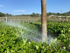 -北京张裕爱斐堡酒庄