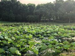 -苏州阳澄湖澜廷酒店-有景阁中餐厅