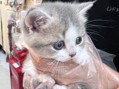 -爪爪喵星球·猫舍(卓悦中心店)