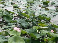 -木守西溪溪隐餐厅
