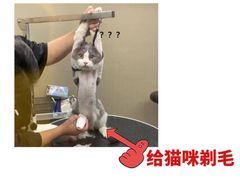 -翊宠yipet猫狗购宠庄园犬舍•猫舍
