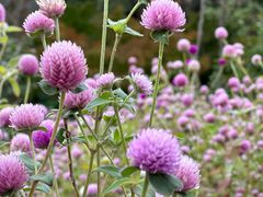 -花开海上生态园