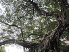 -小洲村