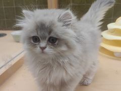 -帕帕拉兹宠物(亚洲旗舰店)