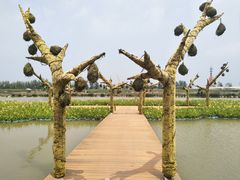 -荷兰花海
