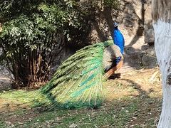 -昆明动物园