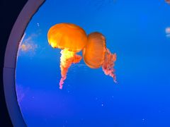 -太平洋海底世界