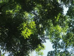 -深圳仙湖植物园