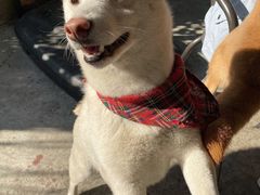 -柴犬高等学院·狗咖·柴犬售卖·宠物训练