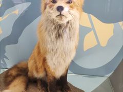 -陕西自然博物馆