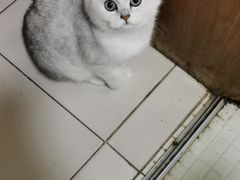 -欣宠猫屋·矮脚拿破仑·蓝金金渐层