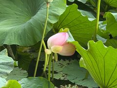 -胖媳妇烧洋芋(螺峰街总店)