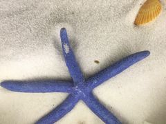 -青岛贝壳博物馆
